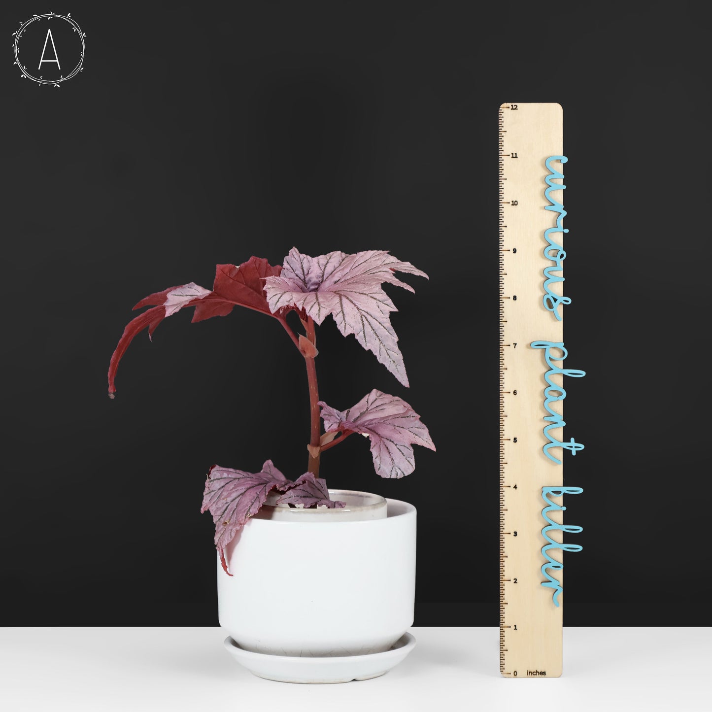 Begonia Lamoon