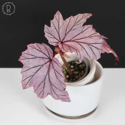 Begonia Lamoon