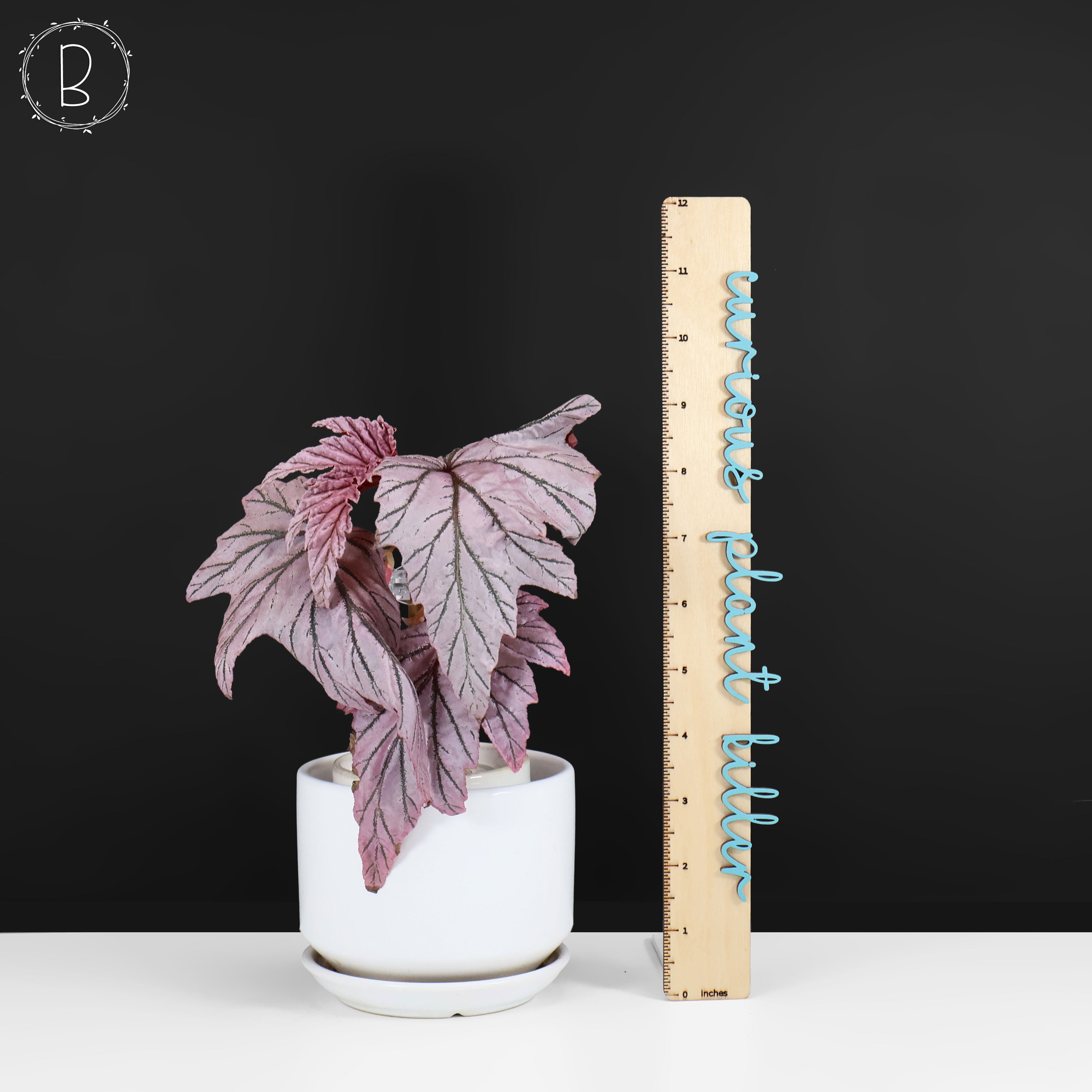 Begonia Lamoon – Curious Plant Killer
