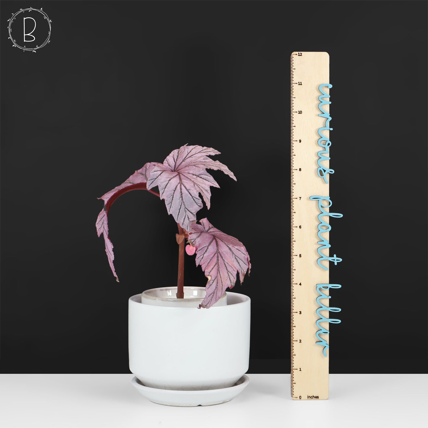 Begonia Lamoon
