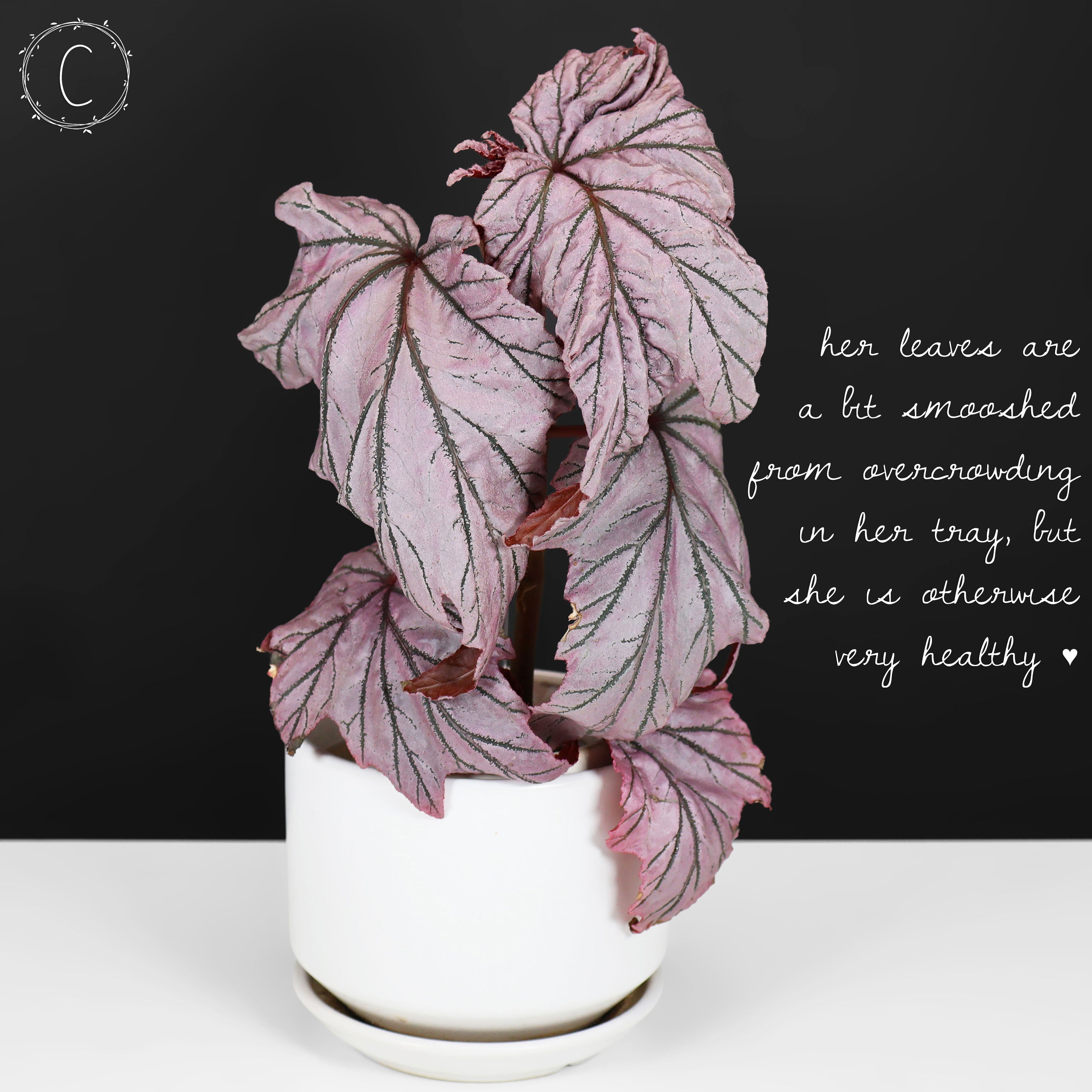 ベゴニア Lamoon Begonia Lamoon – Curious Plant Killer