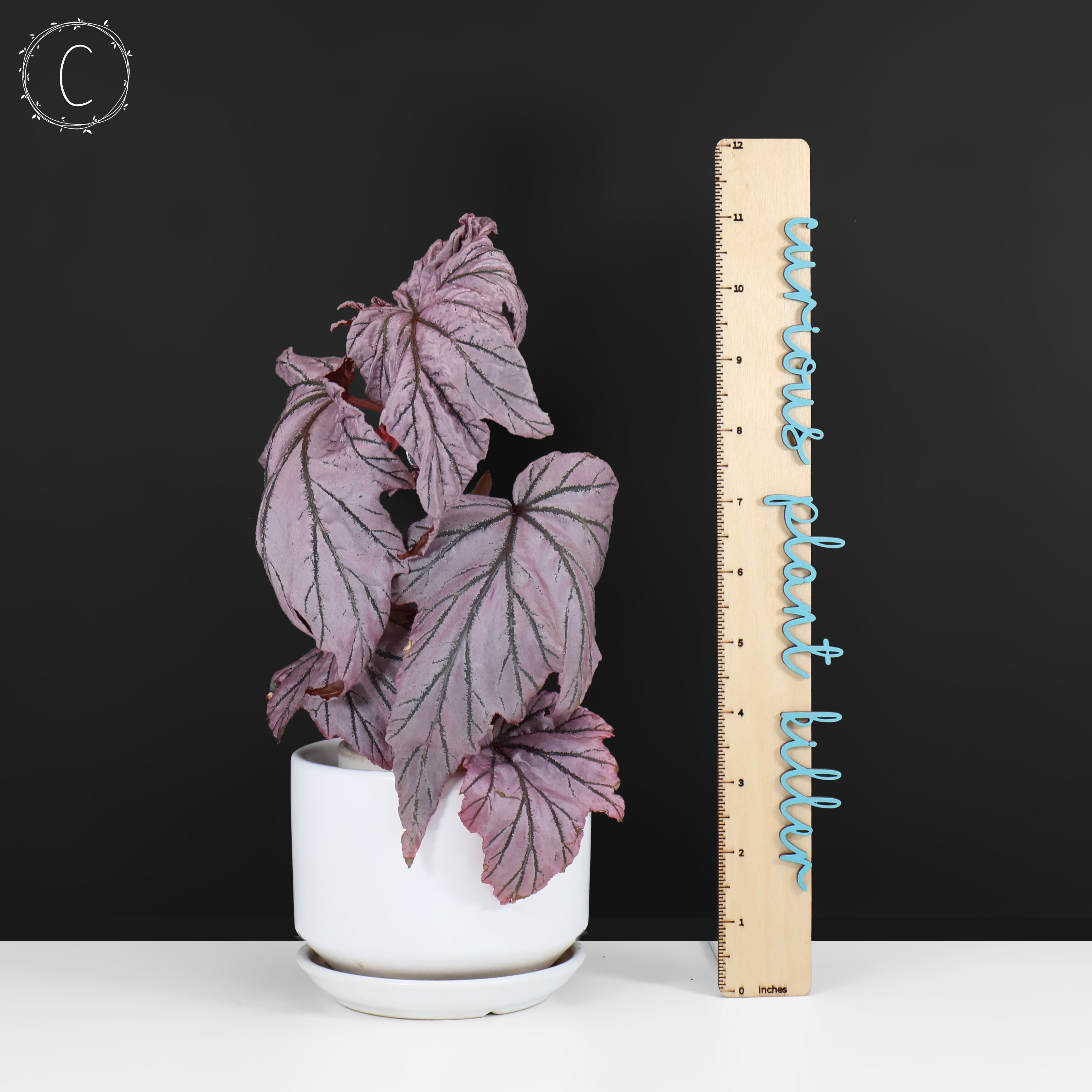Begonia Lamoon – Curious Plant Killer