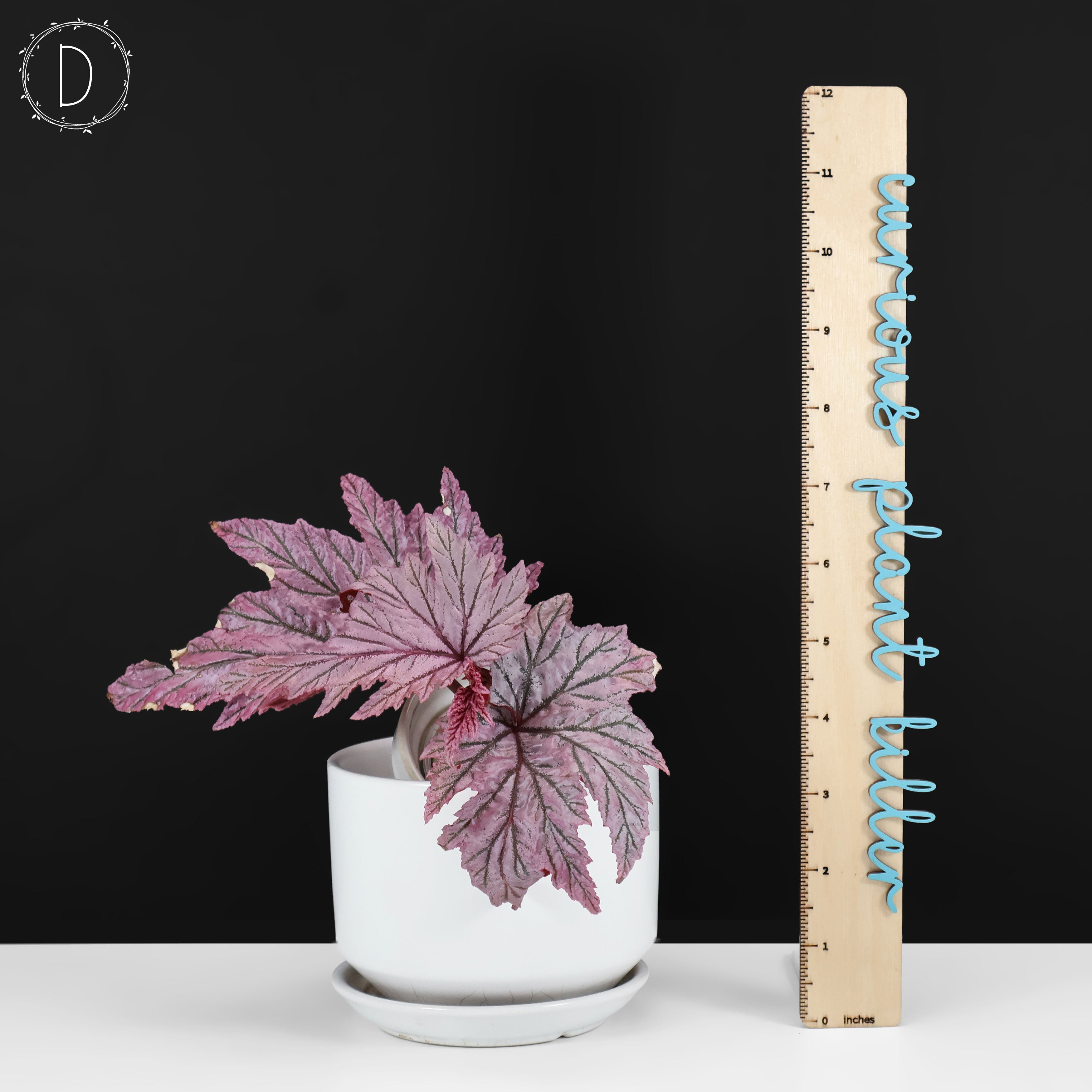 Begonia Lamoon – Curious Plant Killer