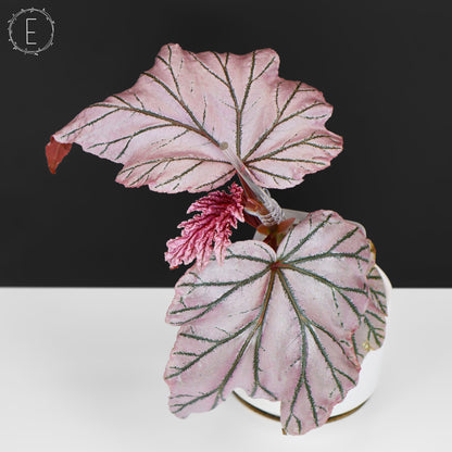Begonia Lamoon