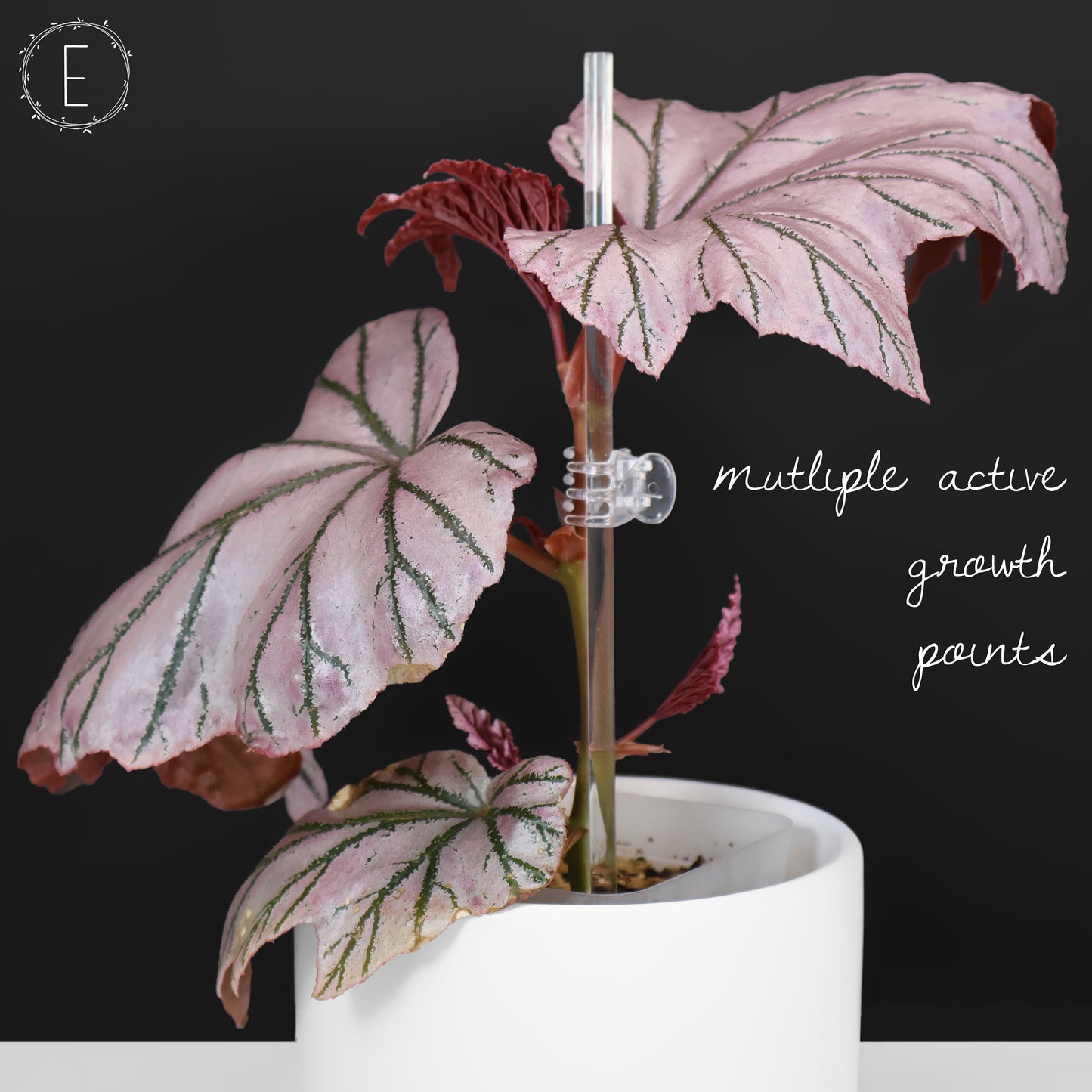 Begonia Lamoon