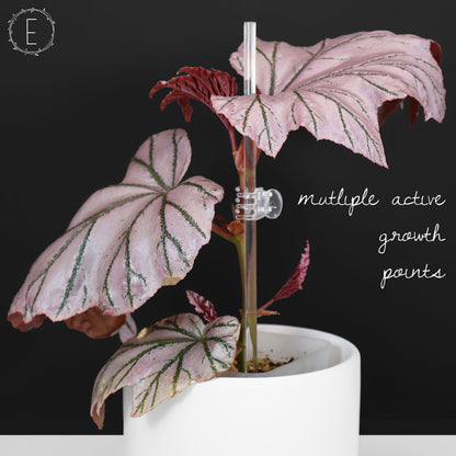 Begonia Lamoon