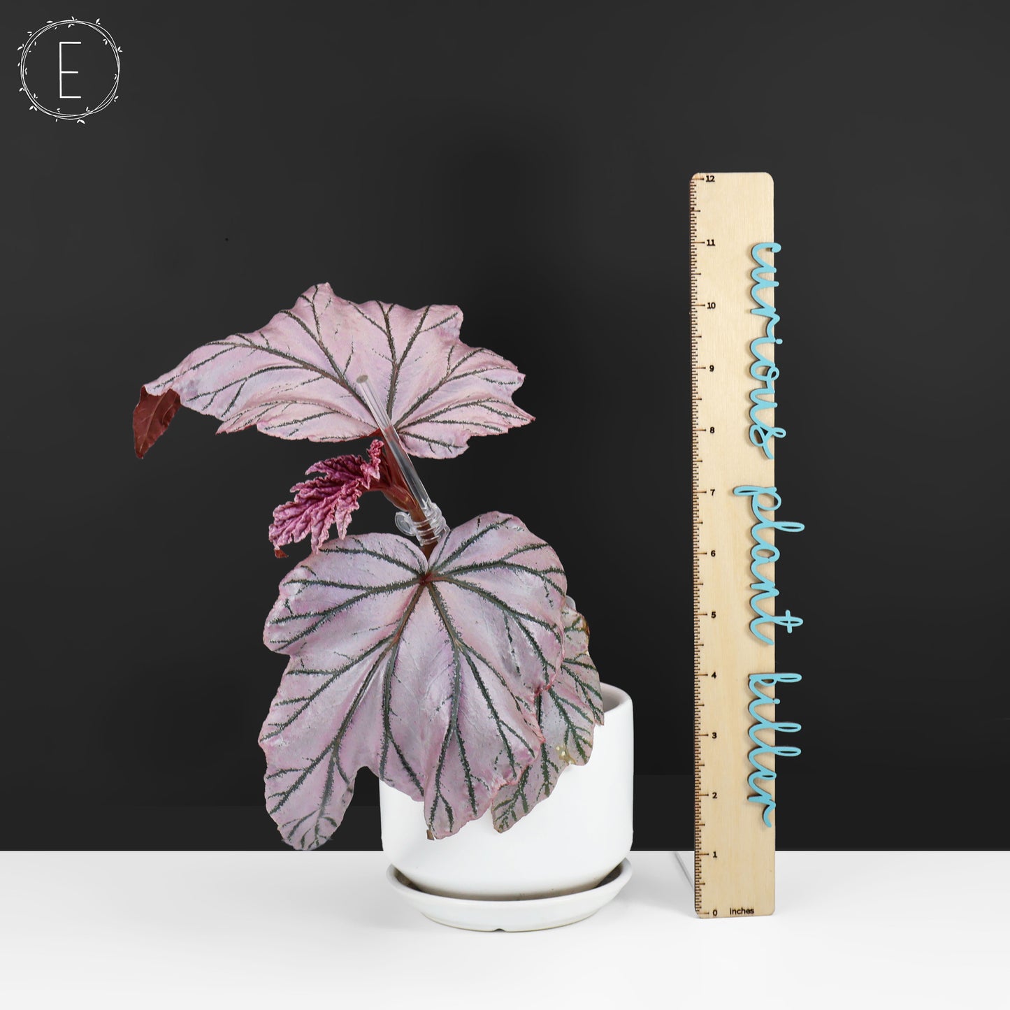 Begonia Lamoon