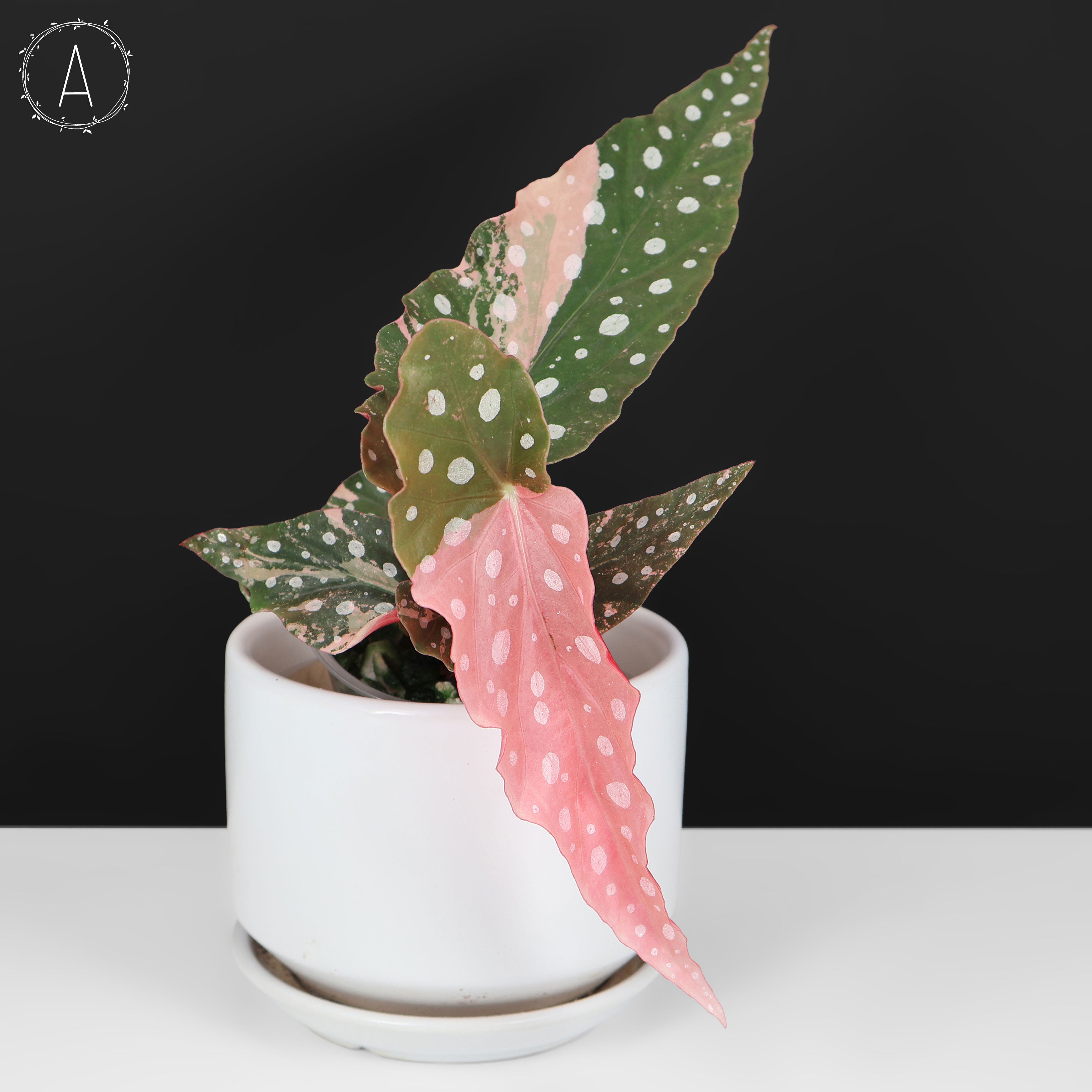 Begonia Maculata Variegated – Curious Plant Killer