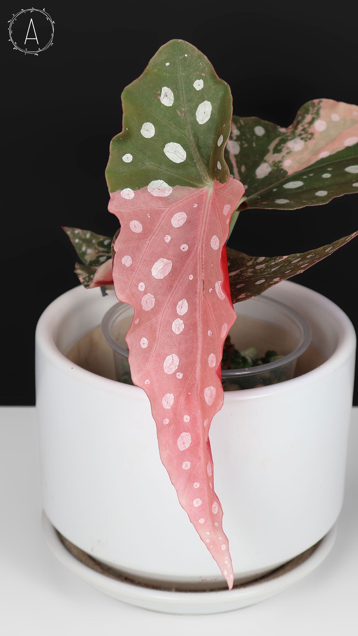 Begonia Maculata Abigarrada