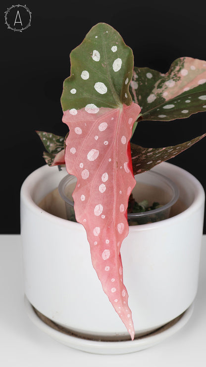 Begonia Maculata Abigarrada