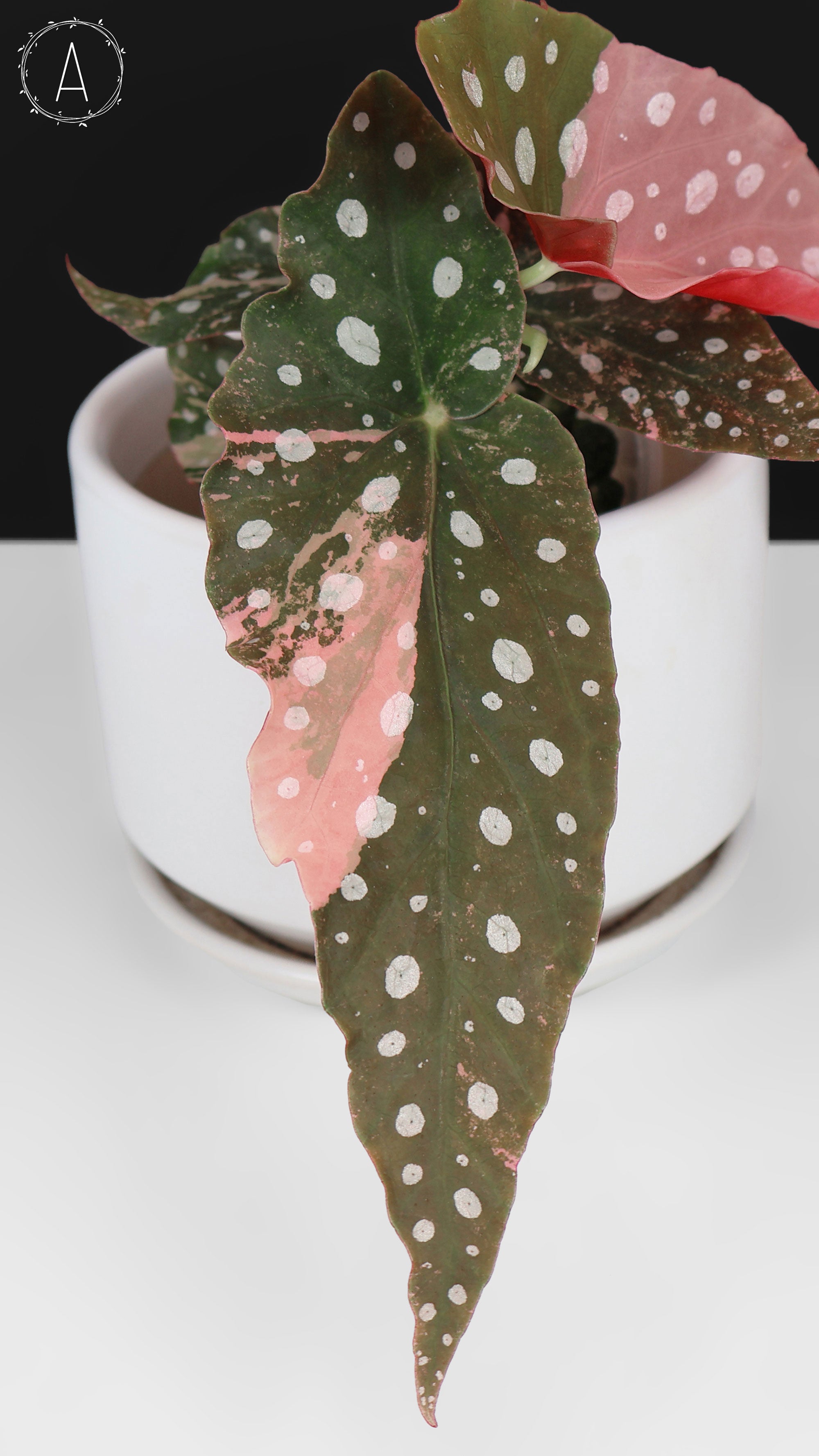 Begonia Maculata Variegated – Curious Plant Killer