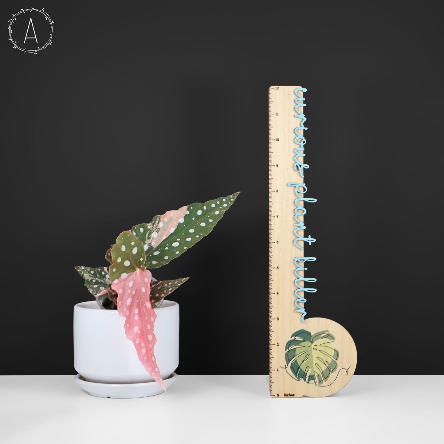 Begonia Maculata Abigarrada