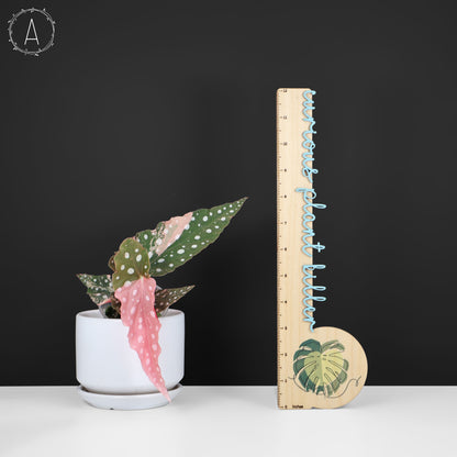 Begonia Maculata Abigarrada