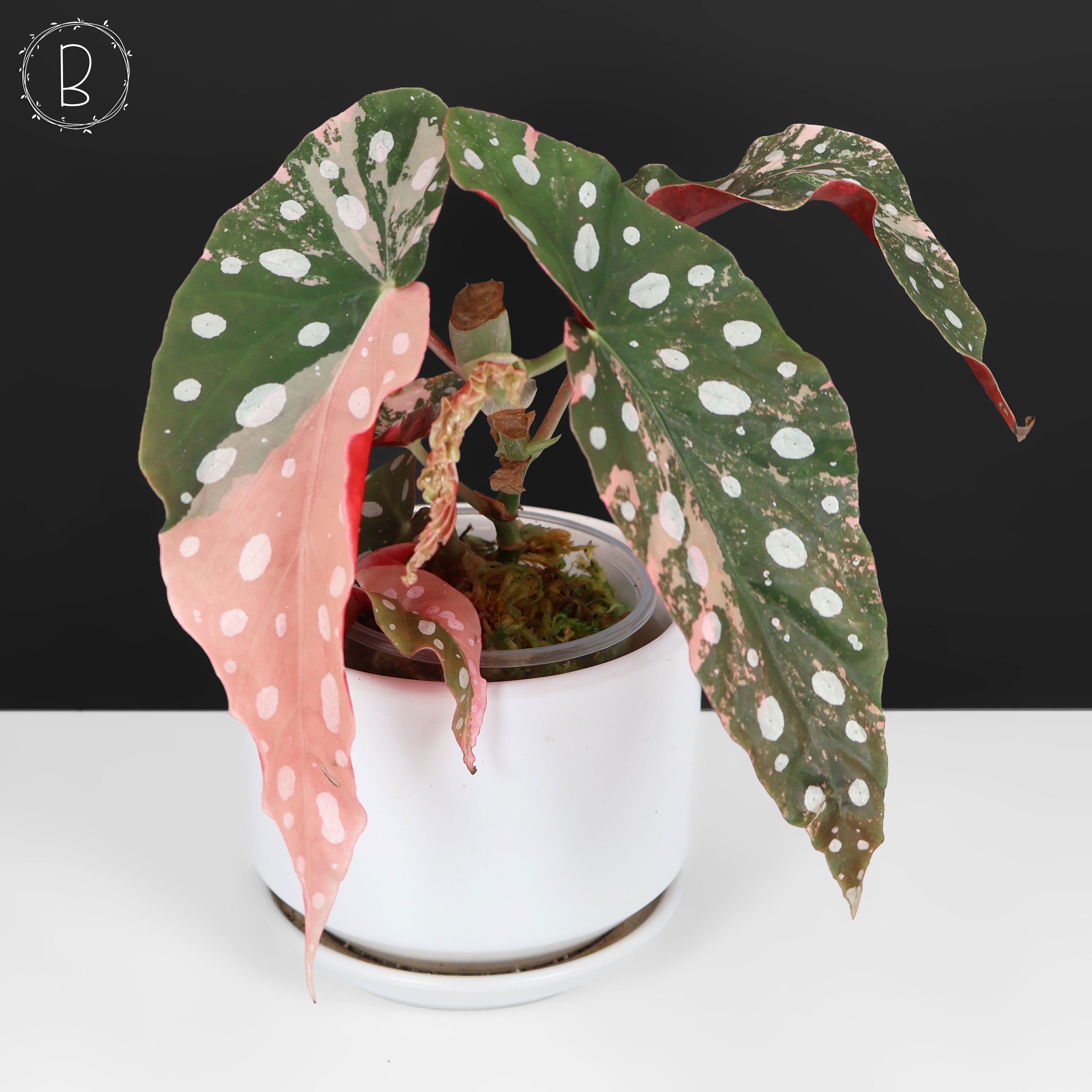 Begonia Maculata Variegated – Curious Plant Killer