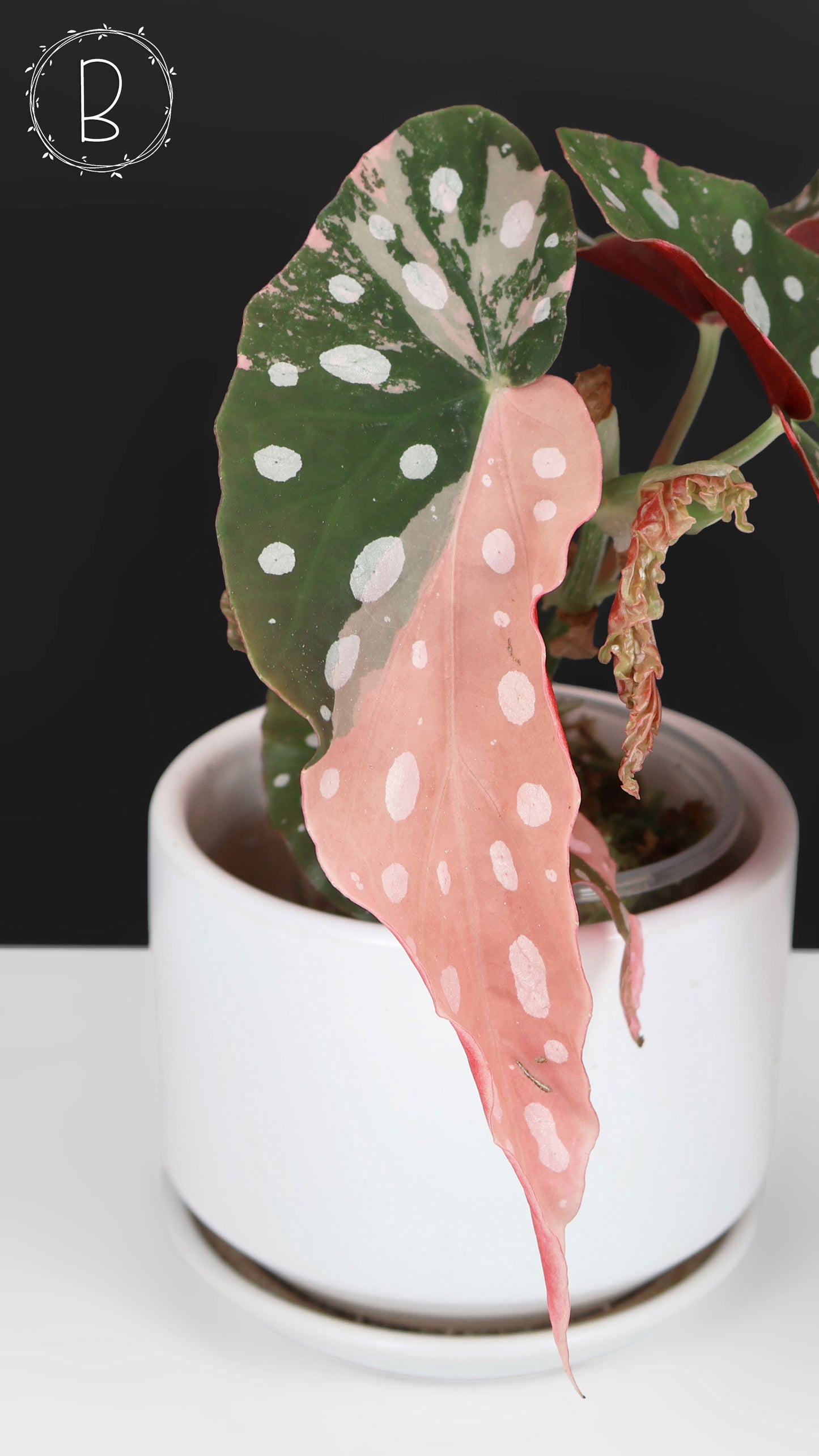 Begonia Maculata Abigarrada