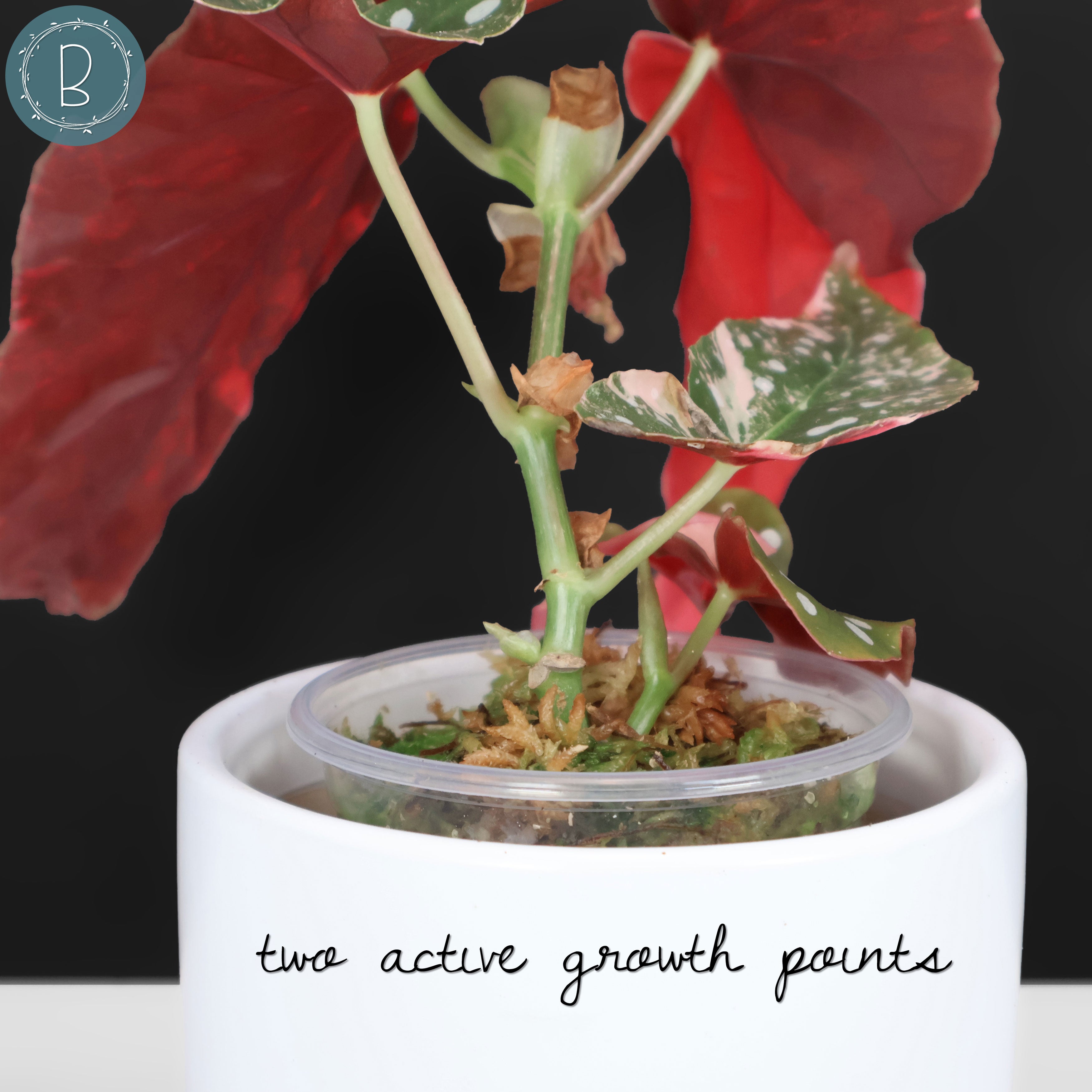 Begonia Maculata Variegated – Curious Plant Killer