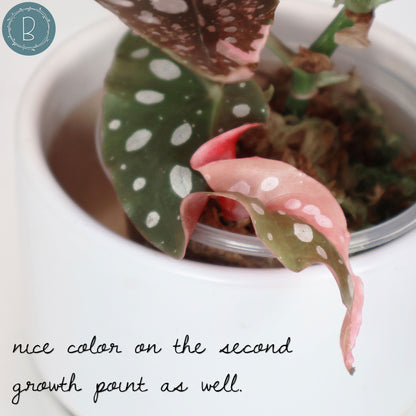 Begonia Maculata Abigarrada