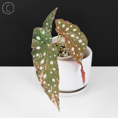 Begonia Maculata Variegated