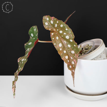 Begonia Maculata Variegated
