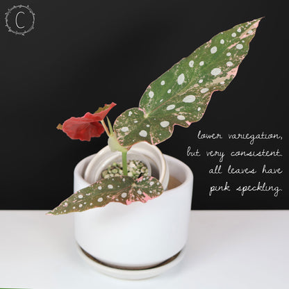Begonia Maculata Variegated