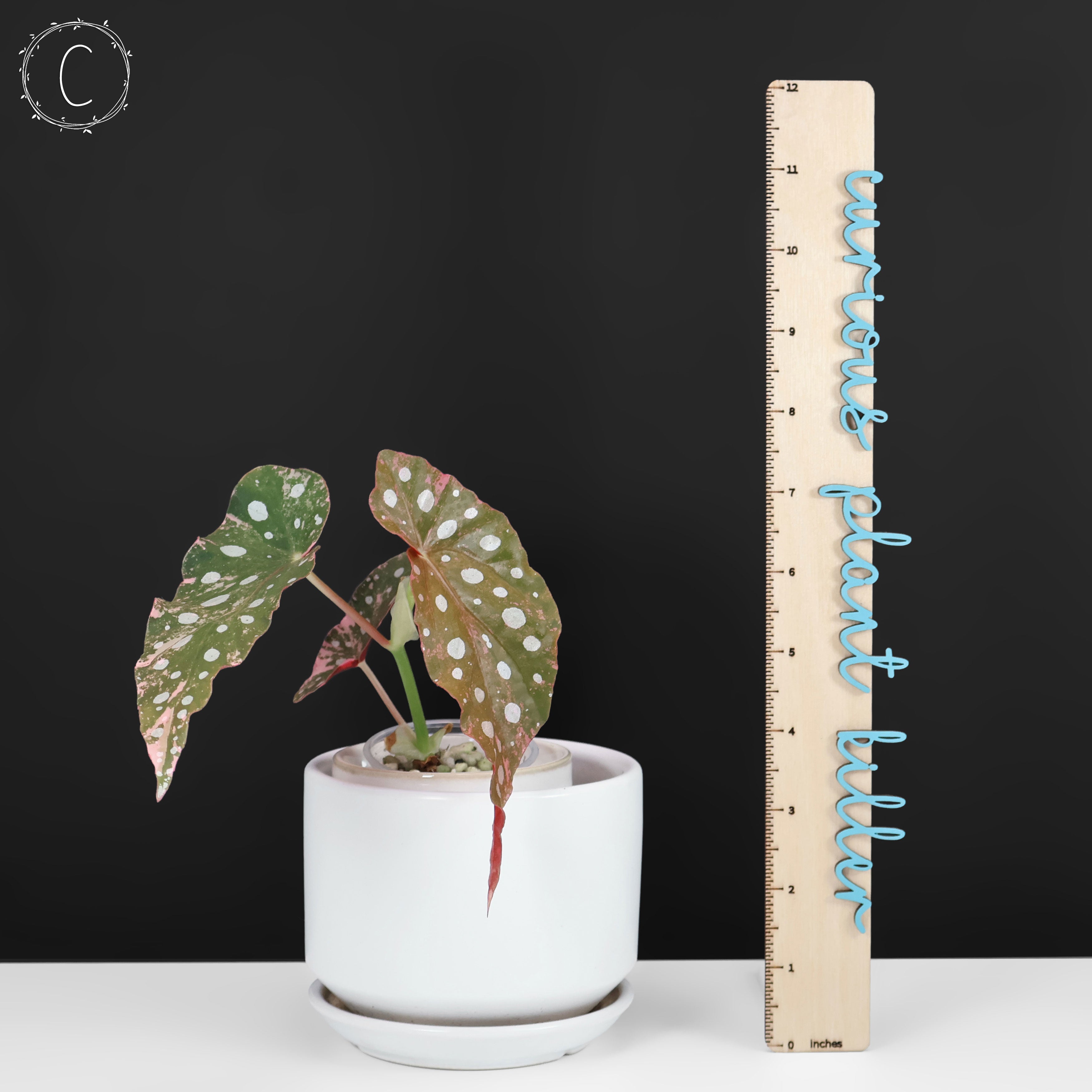 Begonia Maculata Variegated – Curious Plant Killer