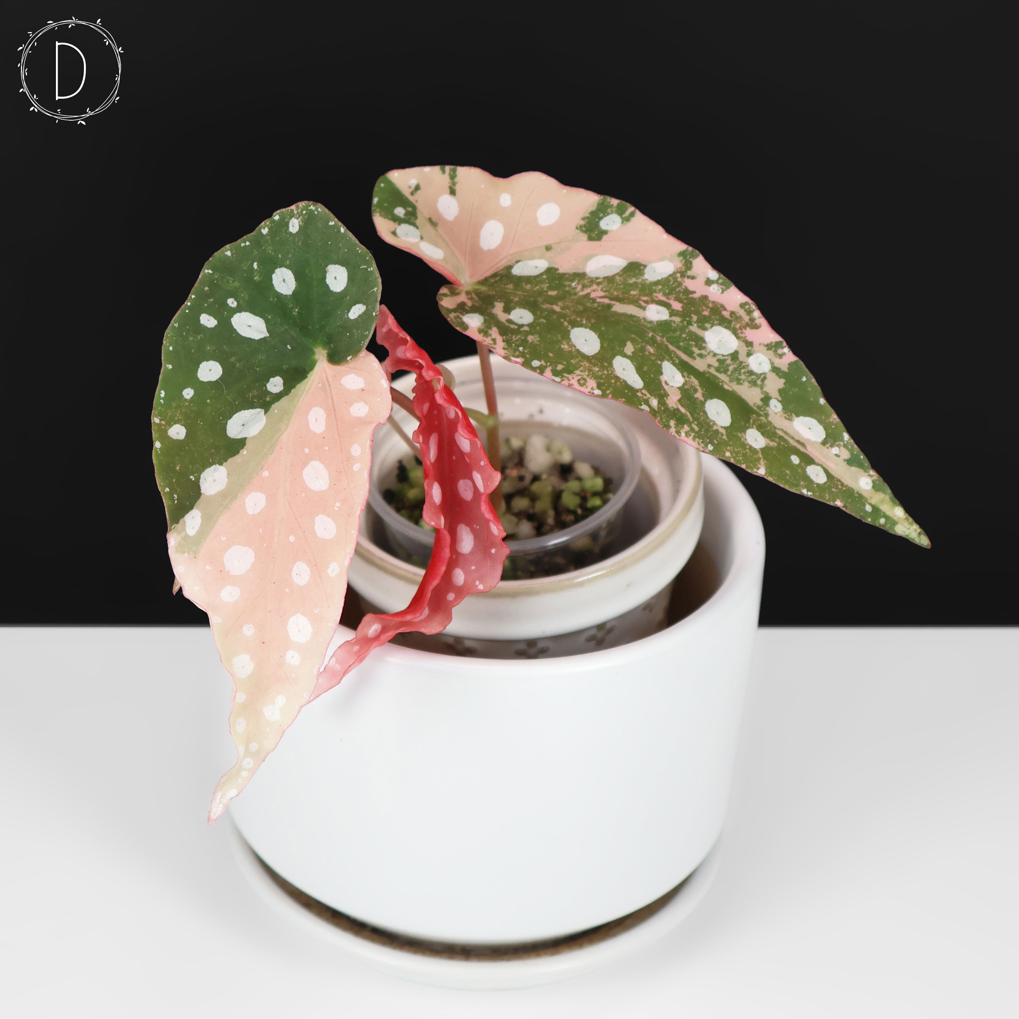 Begonia Maculata Variegated – Curious Plant Killer