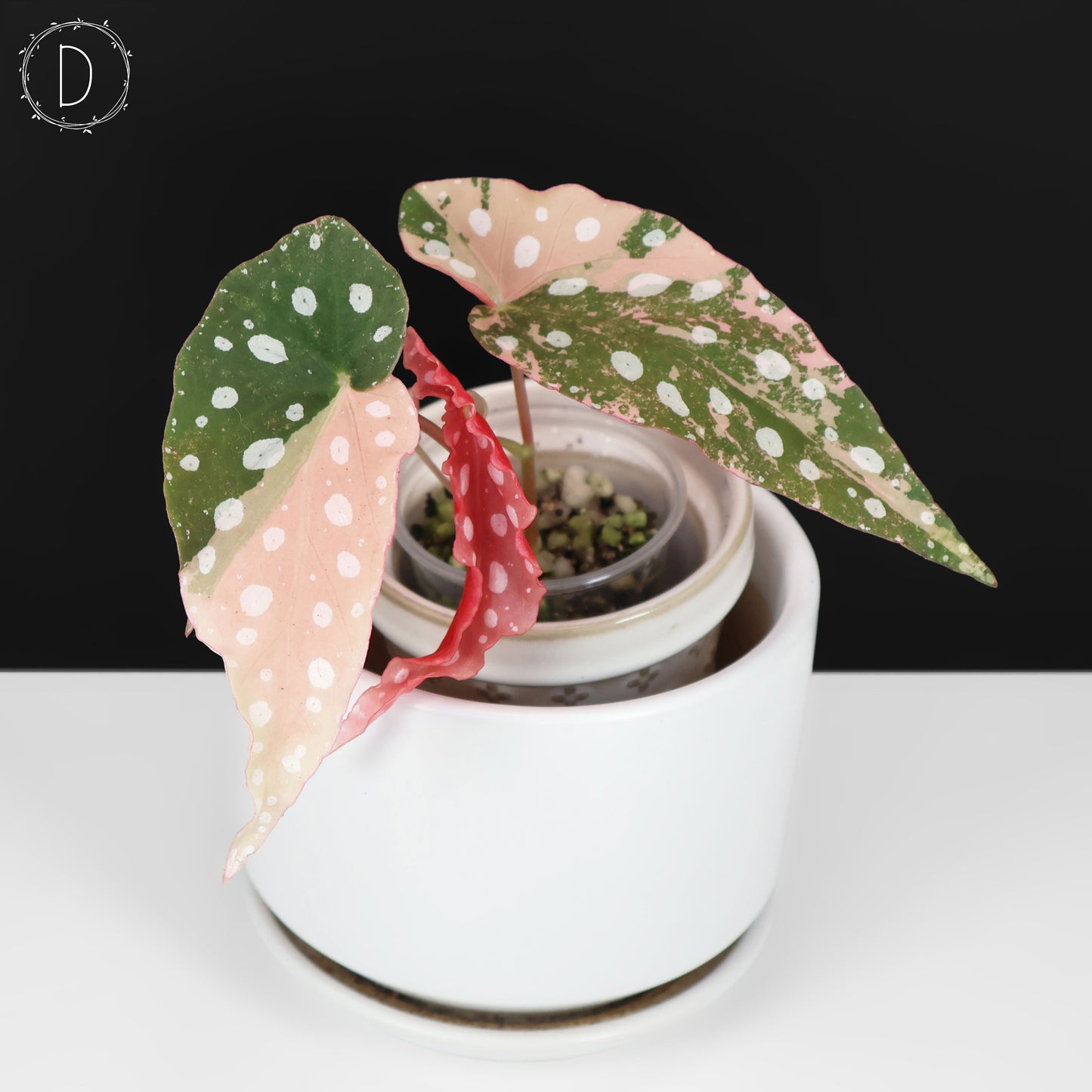 Begonia Maculata Variegated