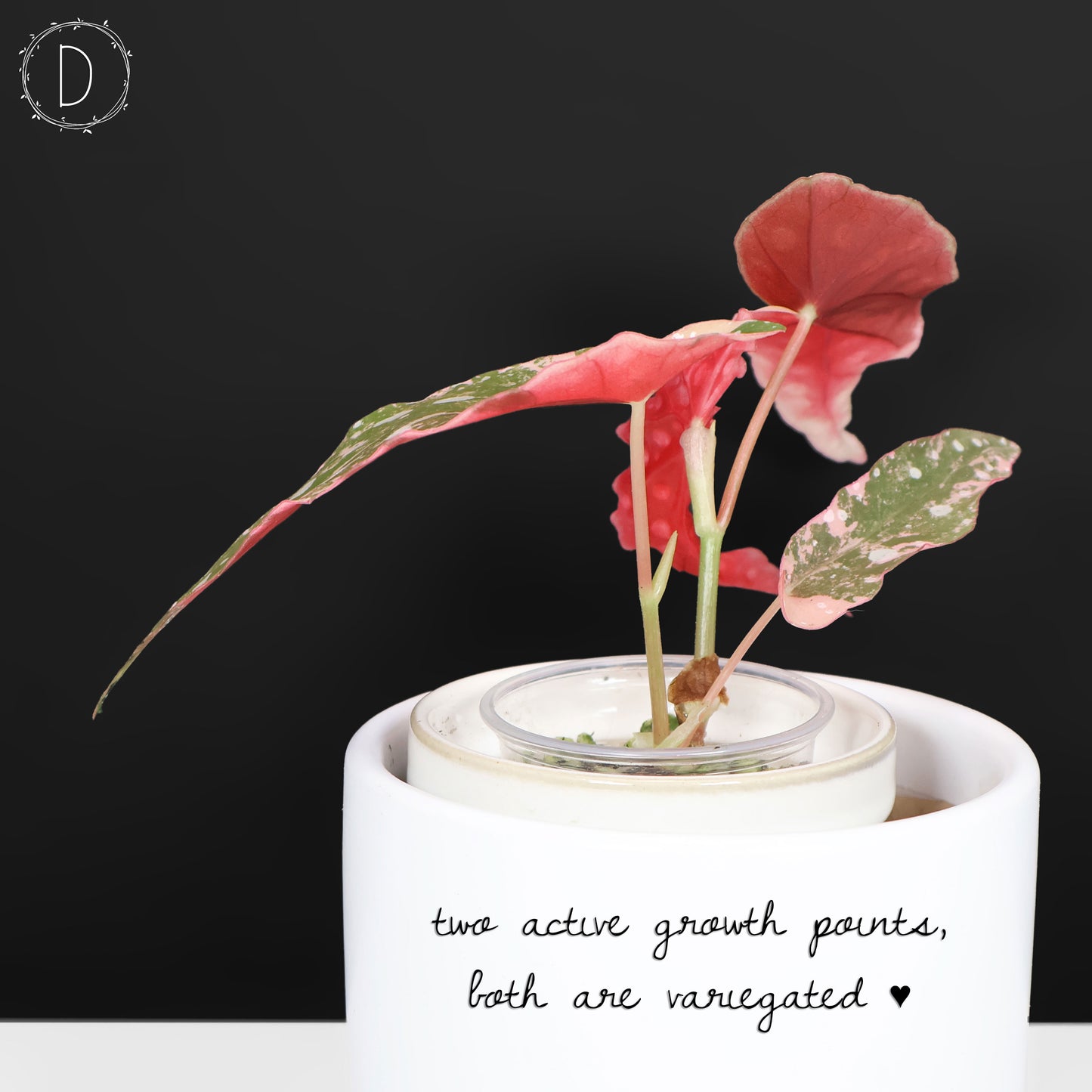 Begonia Maculata Variegated