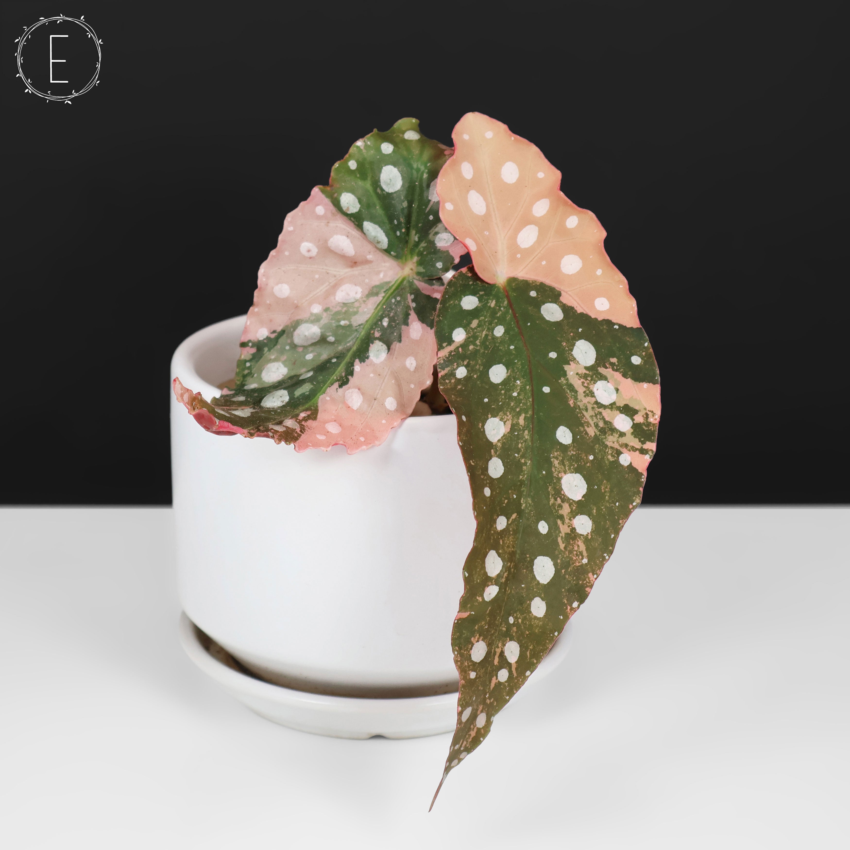 Begonia Maculata Variegated – Curious Plant Killer
