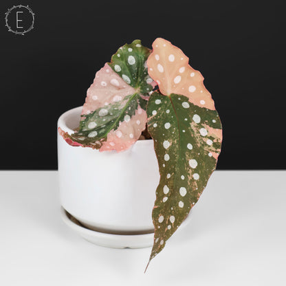 Begonia Maculata Variegated