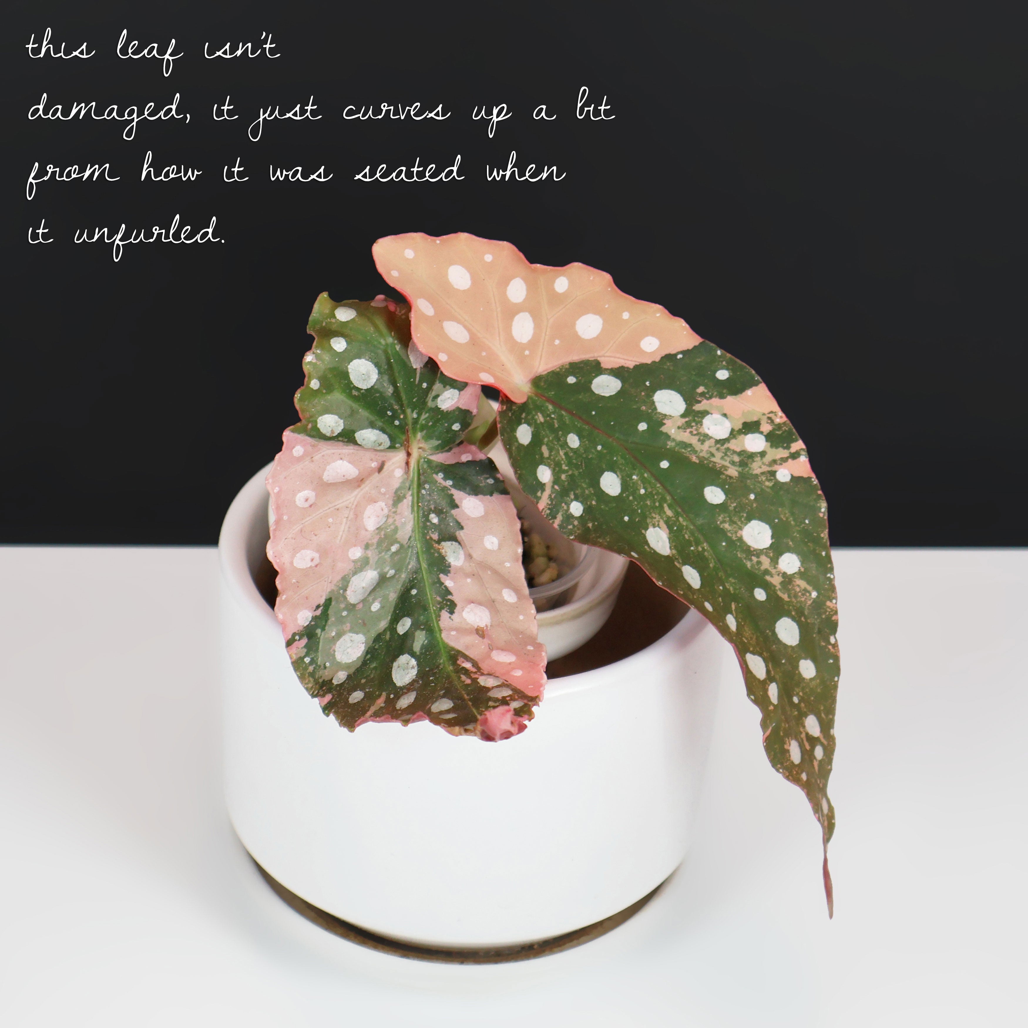 Begonia Maculata Variegated – Curious Plant Killer
