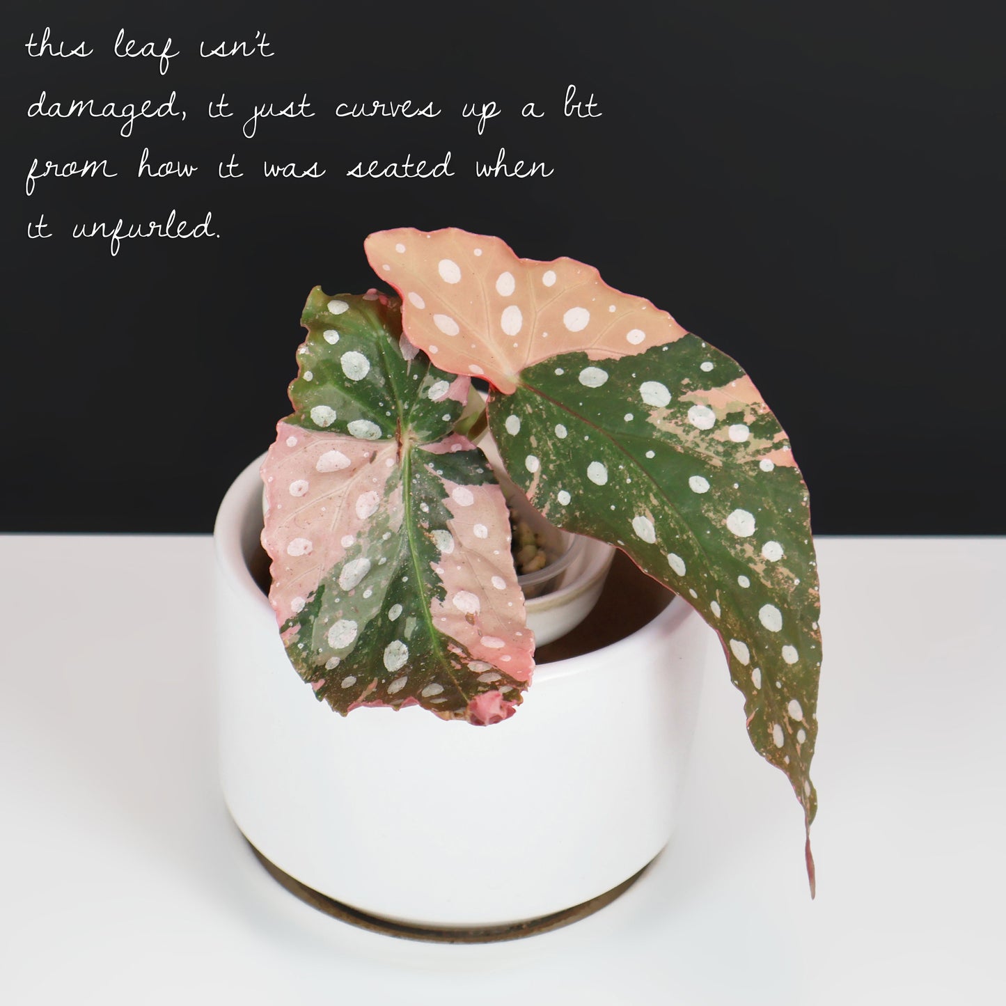 Begonia Maculata Variegated
