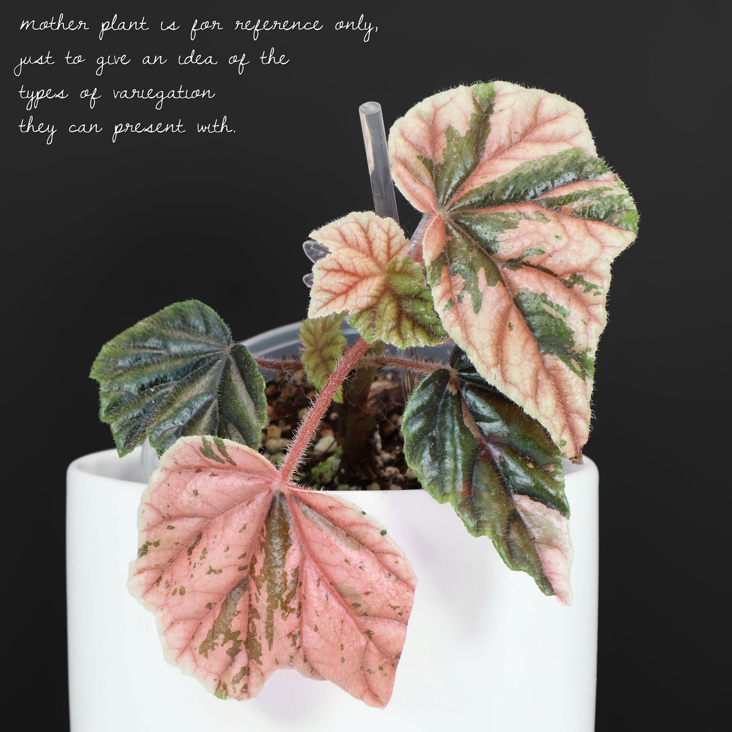 Begonia Metallica Variegated