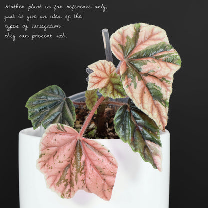 Begonia Metallica Variegated