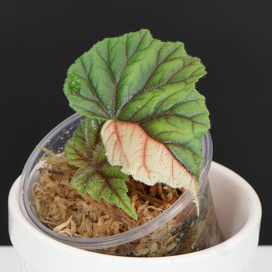 Begonia Metallica Variegated