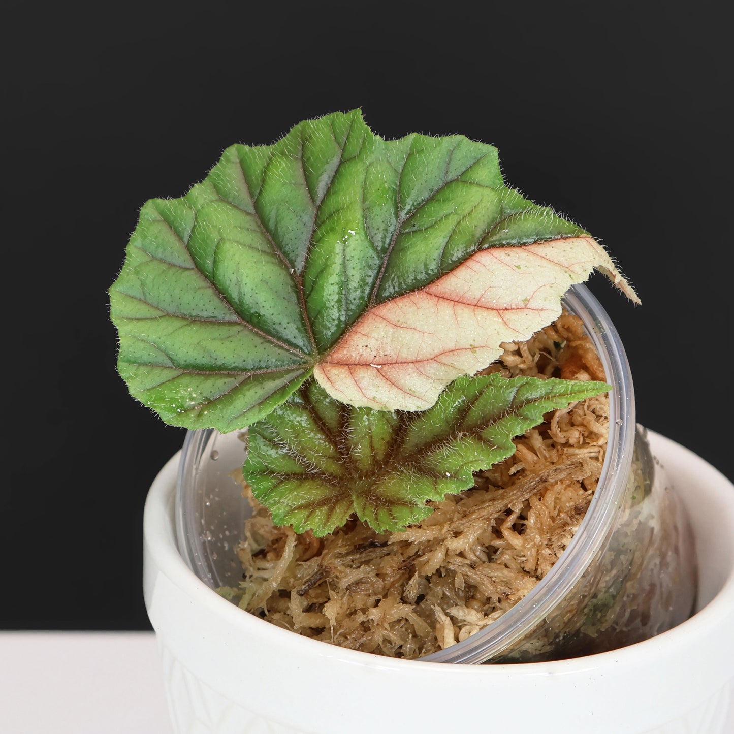 Begonia Metallica Variegated