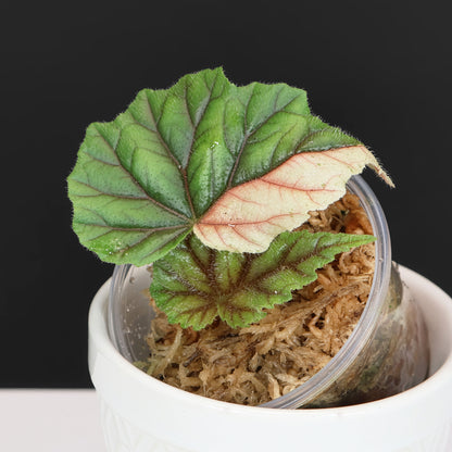 Begonia Metallica Variegated