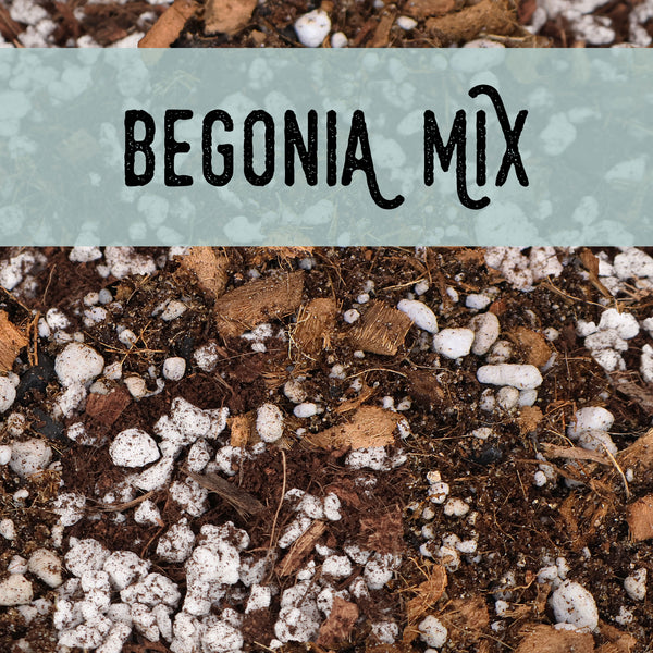 Mezcla de begonias