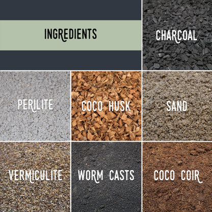 Mélange de bégonias