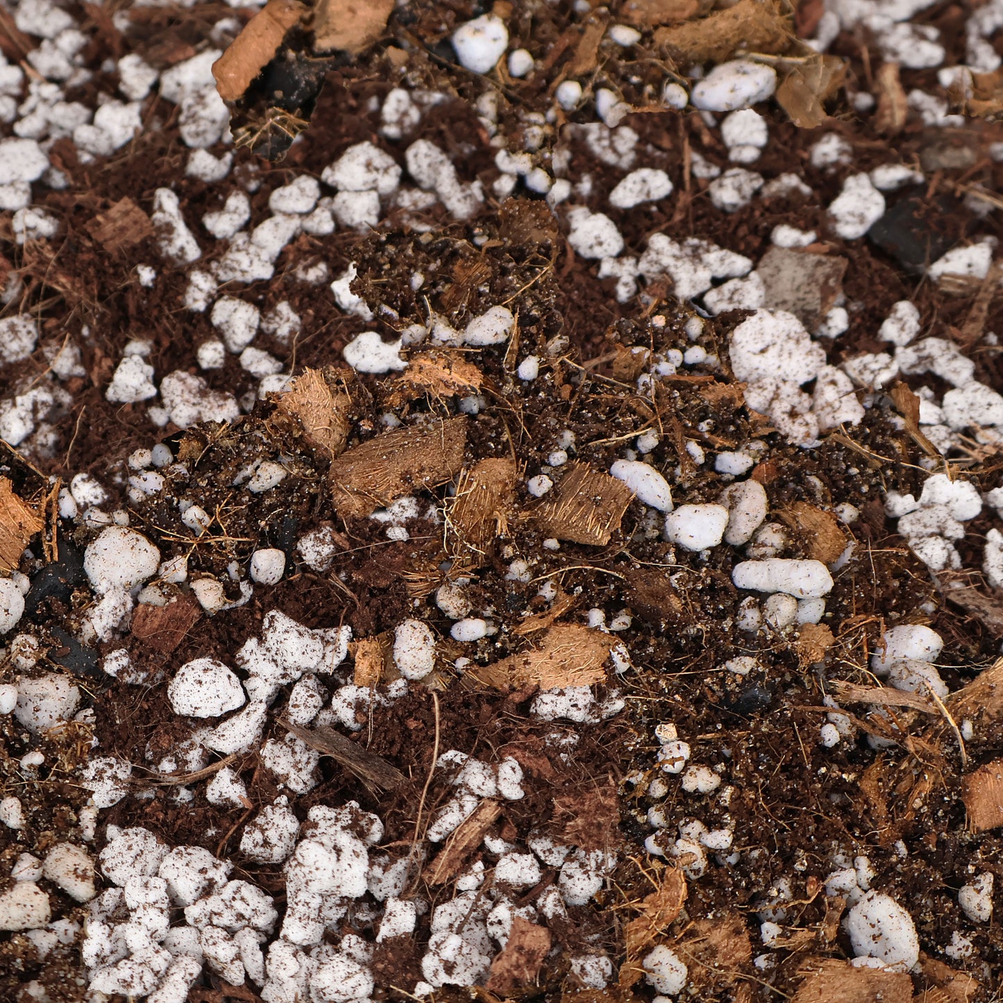 Mélange de bégonias