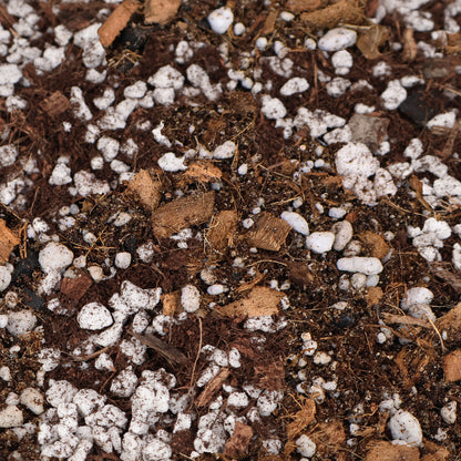 Mélange de bégonias