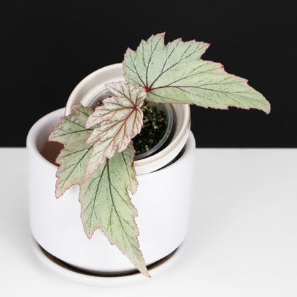 Begonia Paper Airplanes