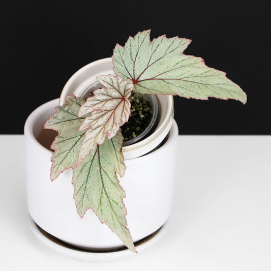 Begonia Paper Airplanes