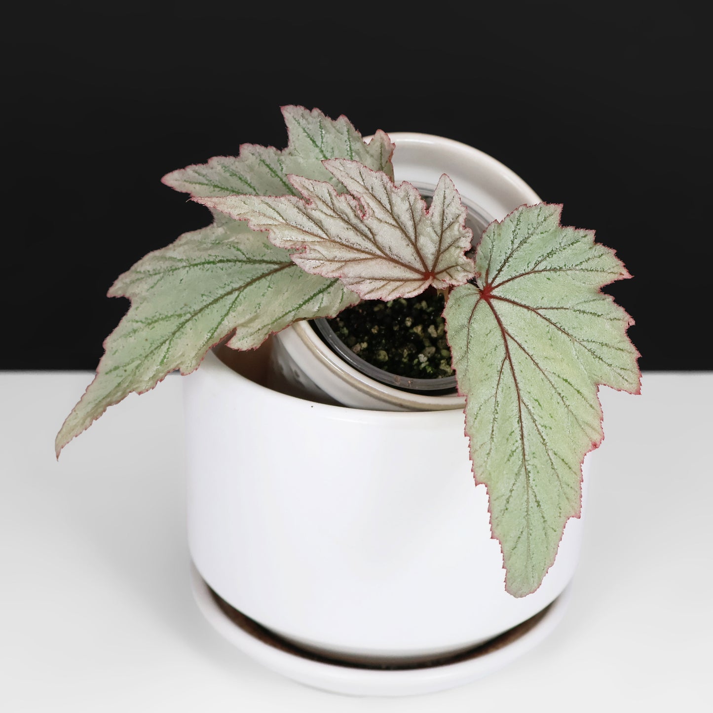 Begonia Paper Airplanes
