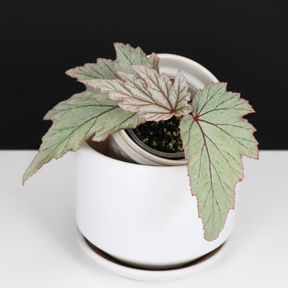 Begonia Paper Airplanes