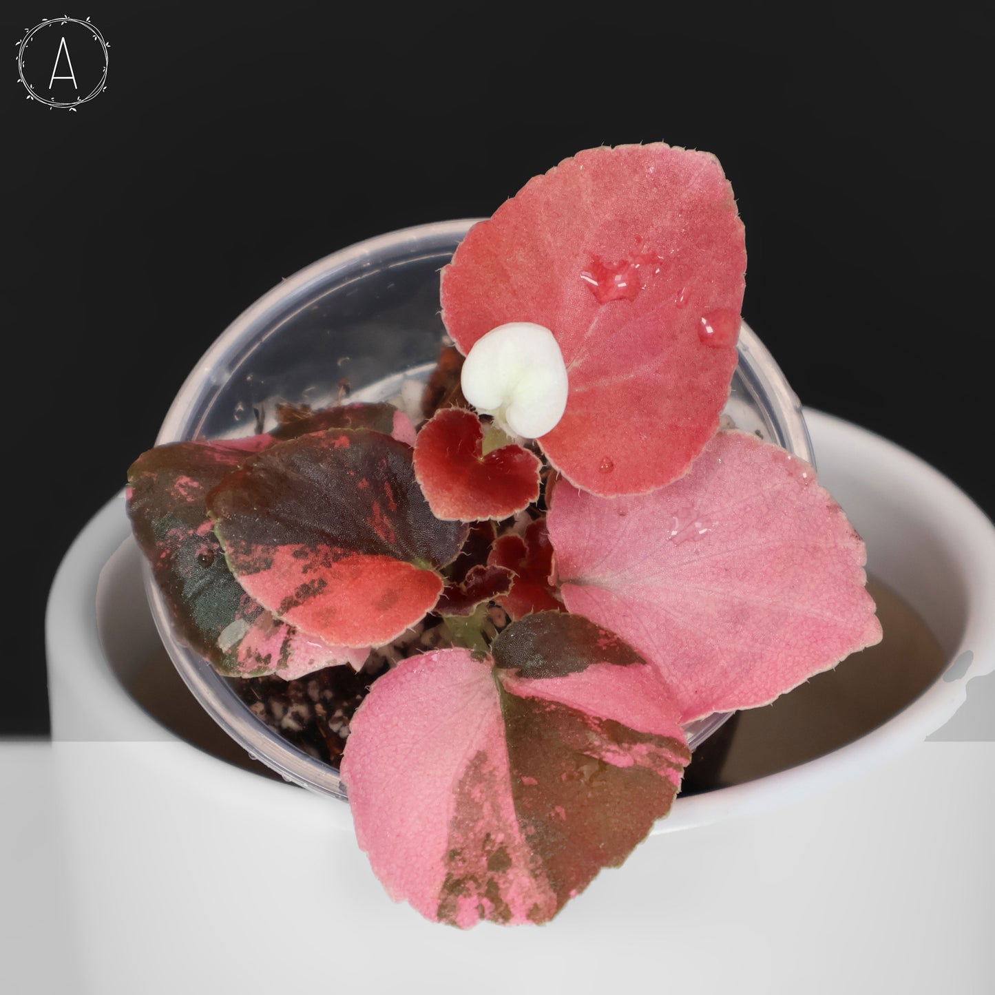 Begonia Semperflorens Sp. Rosa