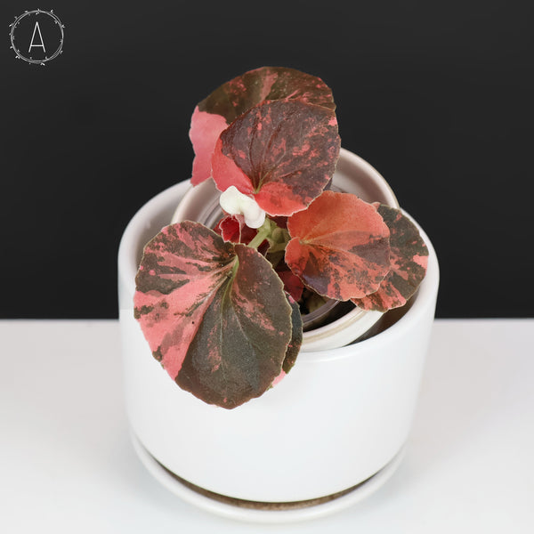Begonia Semperflorens Sp. Rosa