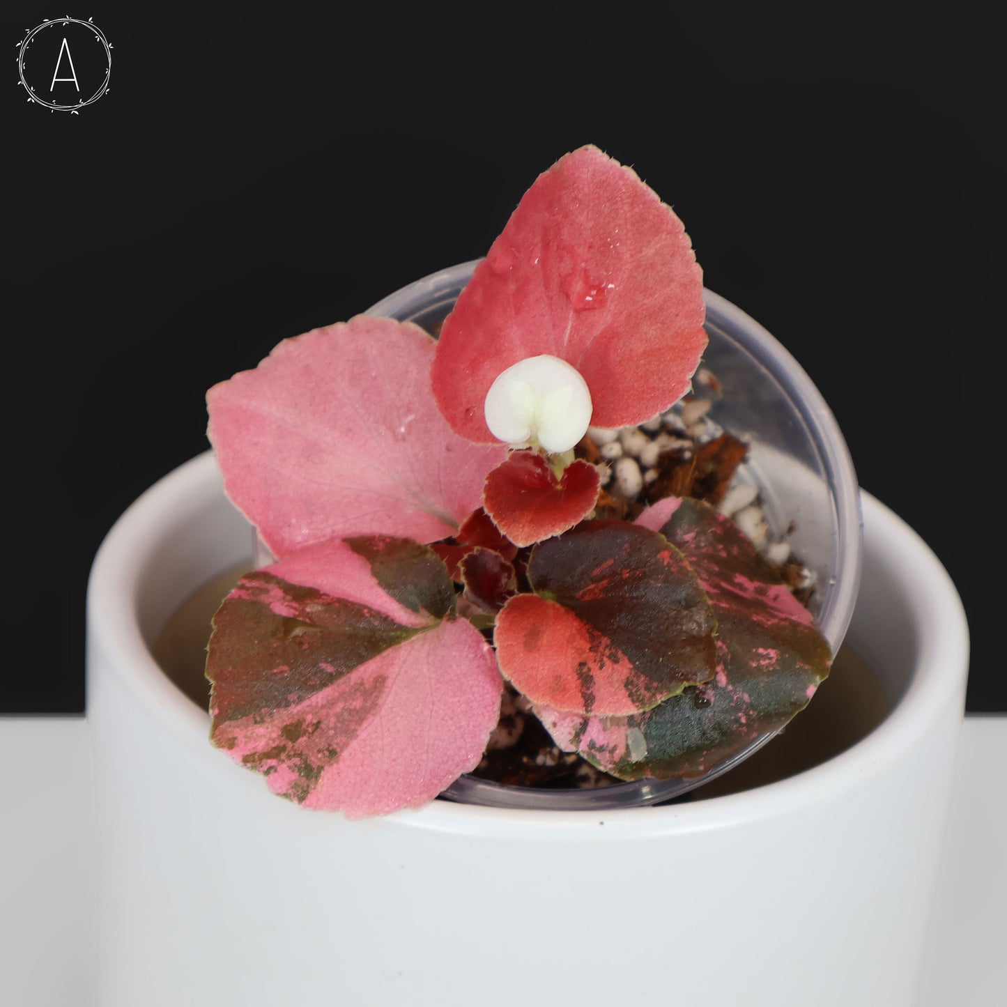 Begonia Semperflorens Sp. Rosa