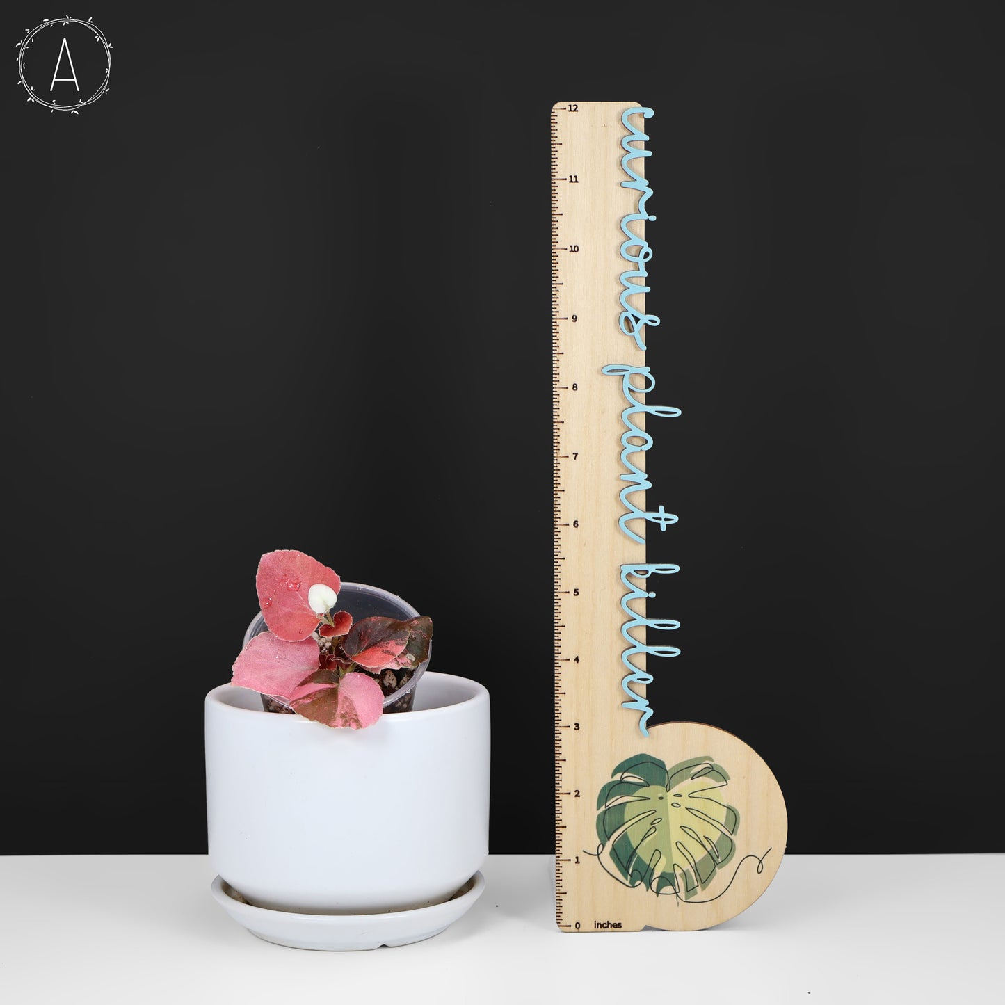 Begonia Semperflorens Sp. Rosa