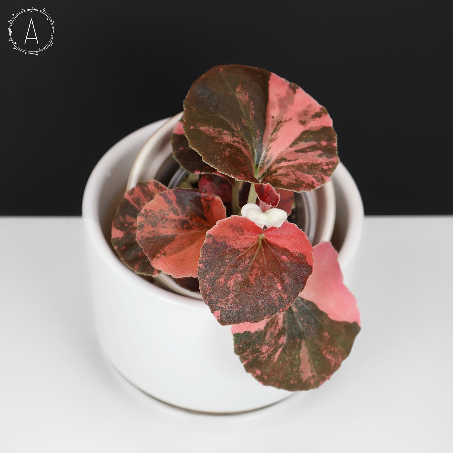 Begonia Semperflorens Sp. Rosa